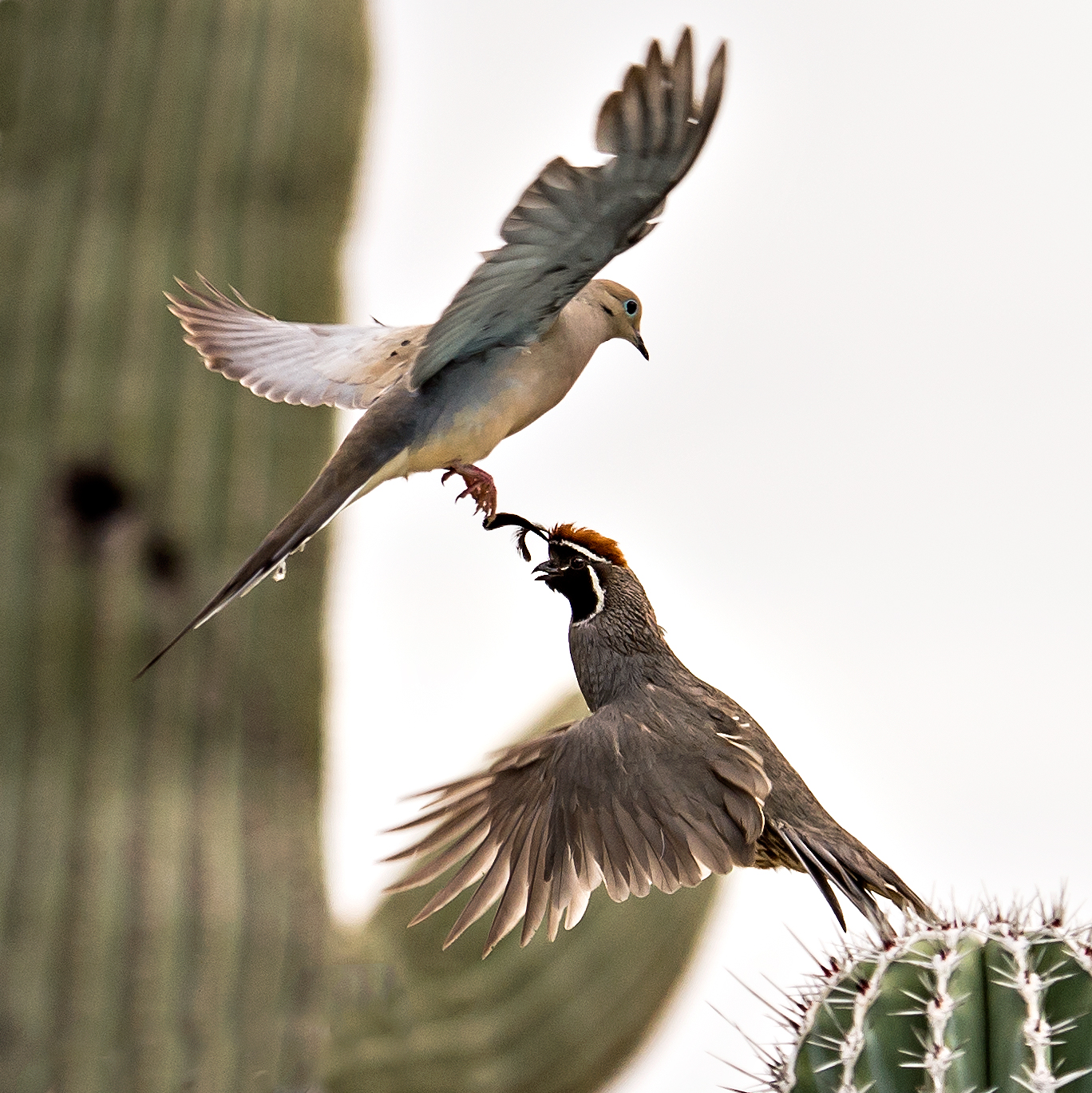 Mourning Dove Meets Gambel's Quail - Arizona