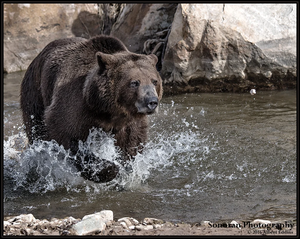 Grizzly Bear Charge - Colorado