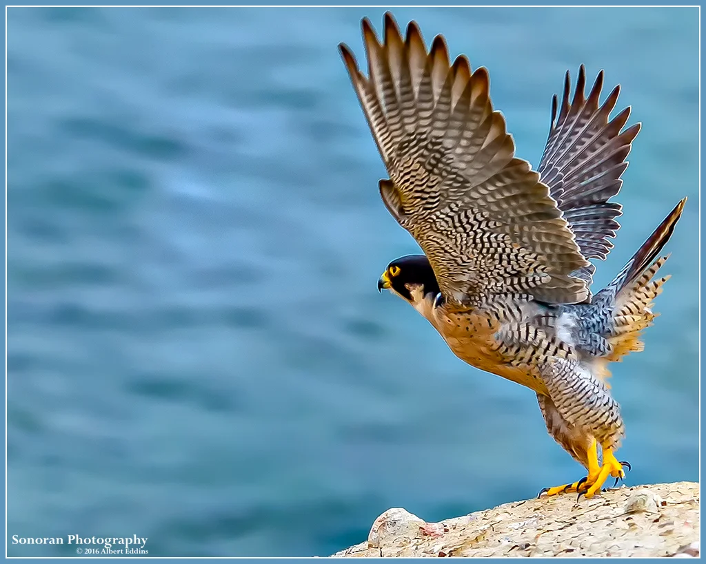 Peregrine-Falcon_Coast-Guard_Web_ASE8734_5-13-16.jpg