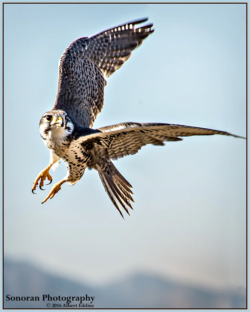 Prairie-Falcon_Web_ASE3796_12-13.jpg
