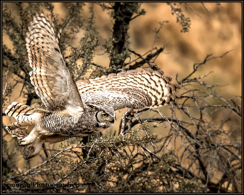 Great Horned Owl_Web_ASE6169.jpg
