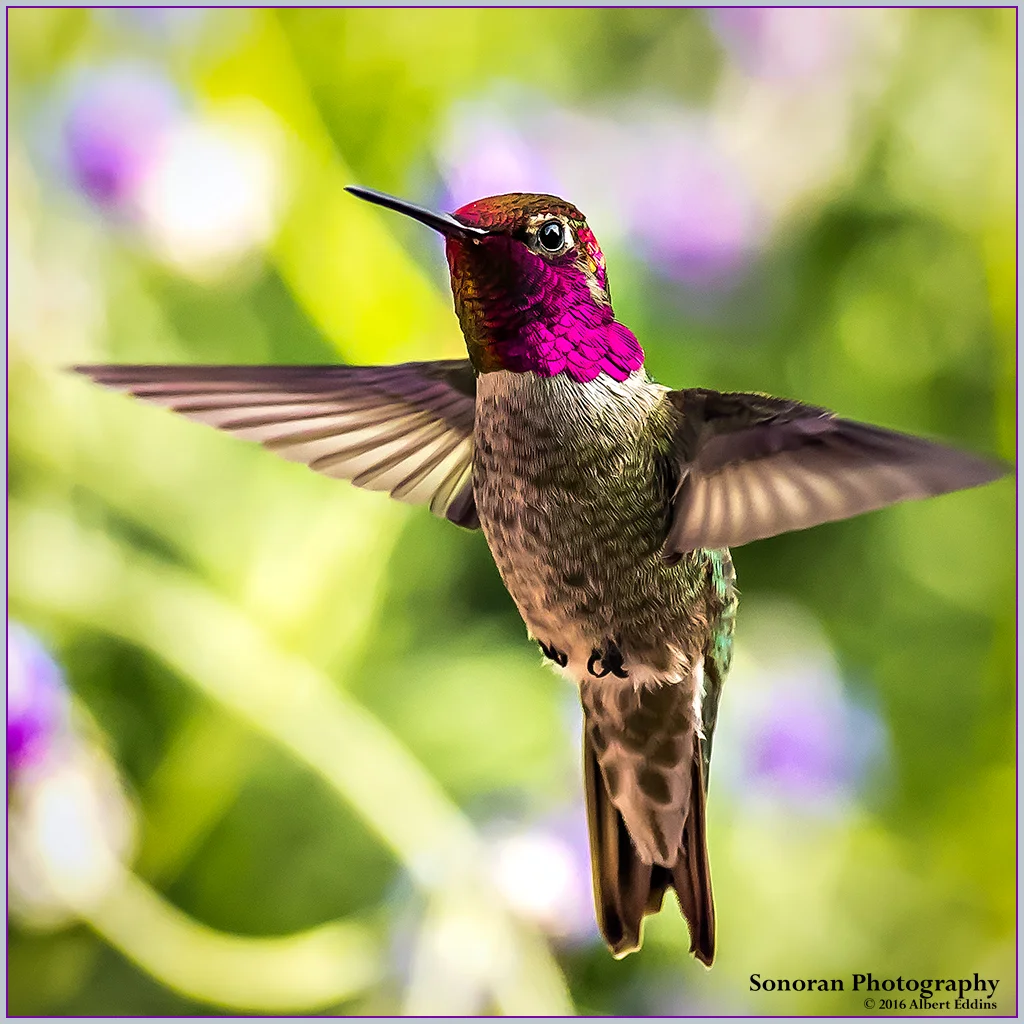 Hummingbird in living color