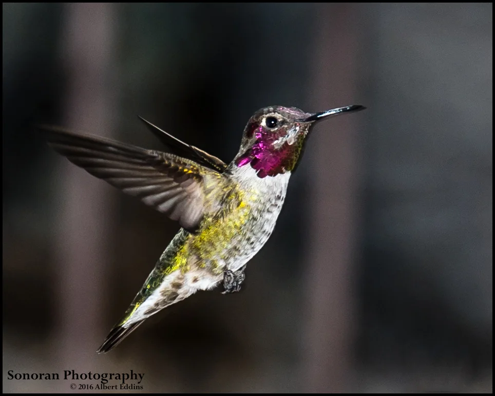 Hummingbird action stopped by hi-speed flash - Arizona