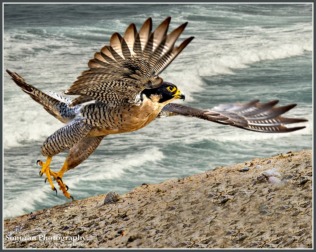 Peregrine-Falcon_ASE5563.jpg