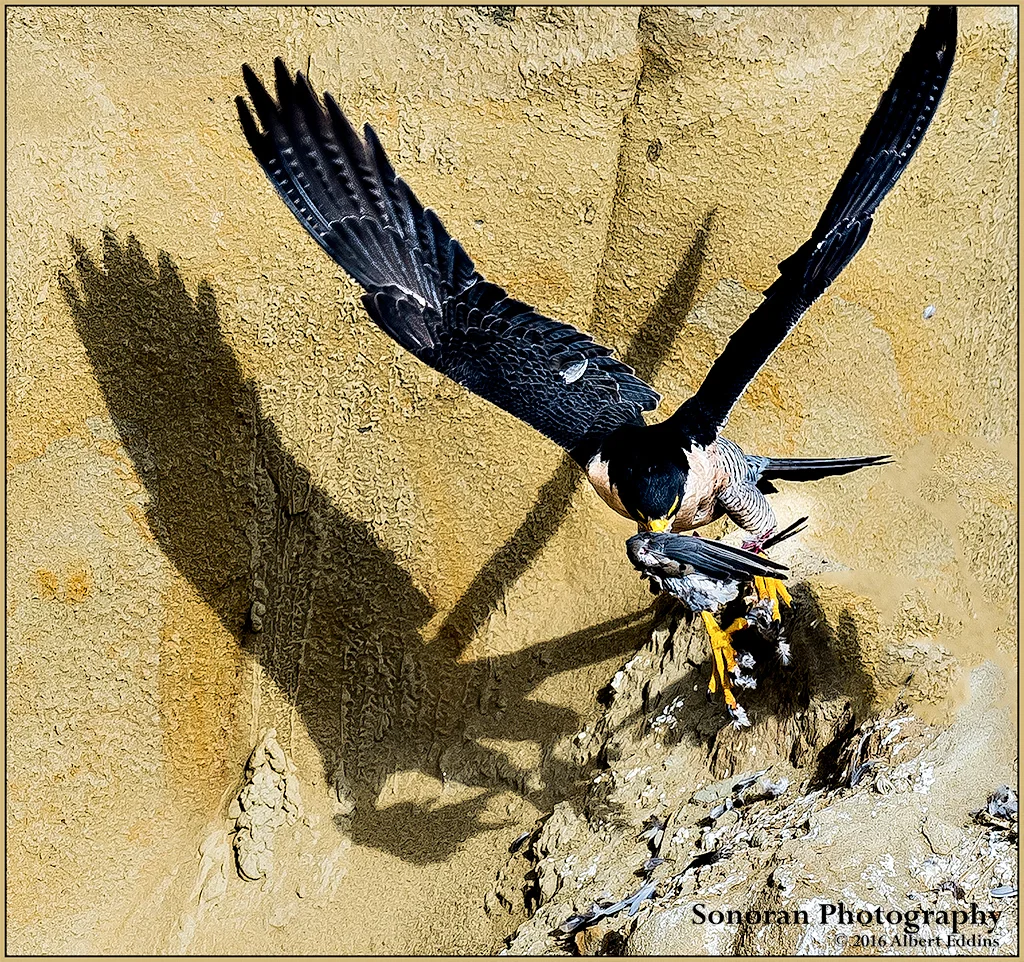 Peregrine-Falcon_Shadows-On-The-Wall_Web_ASE5427.jpg