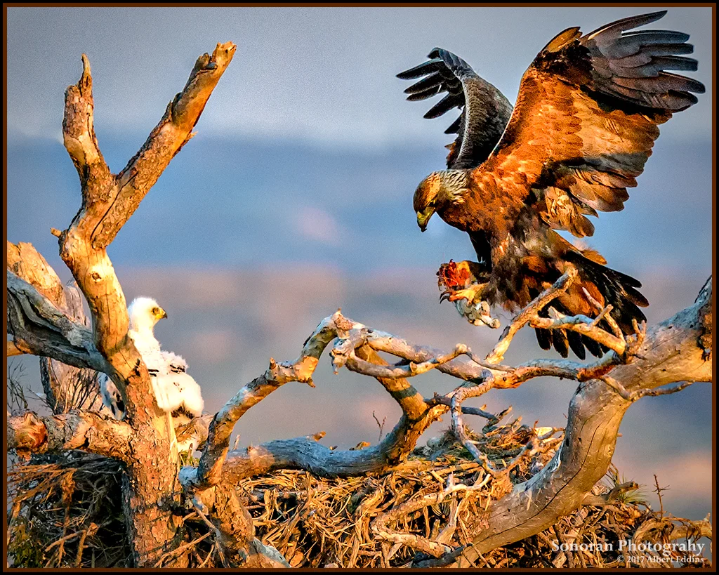 Golden Eagle - Lusk, Wyoming