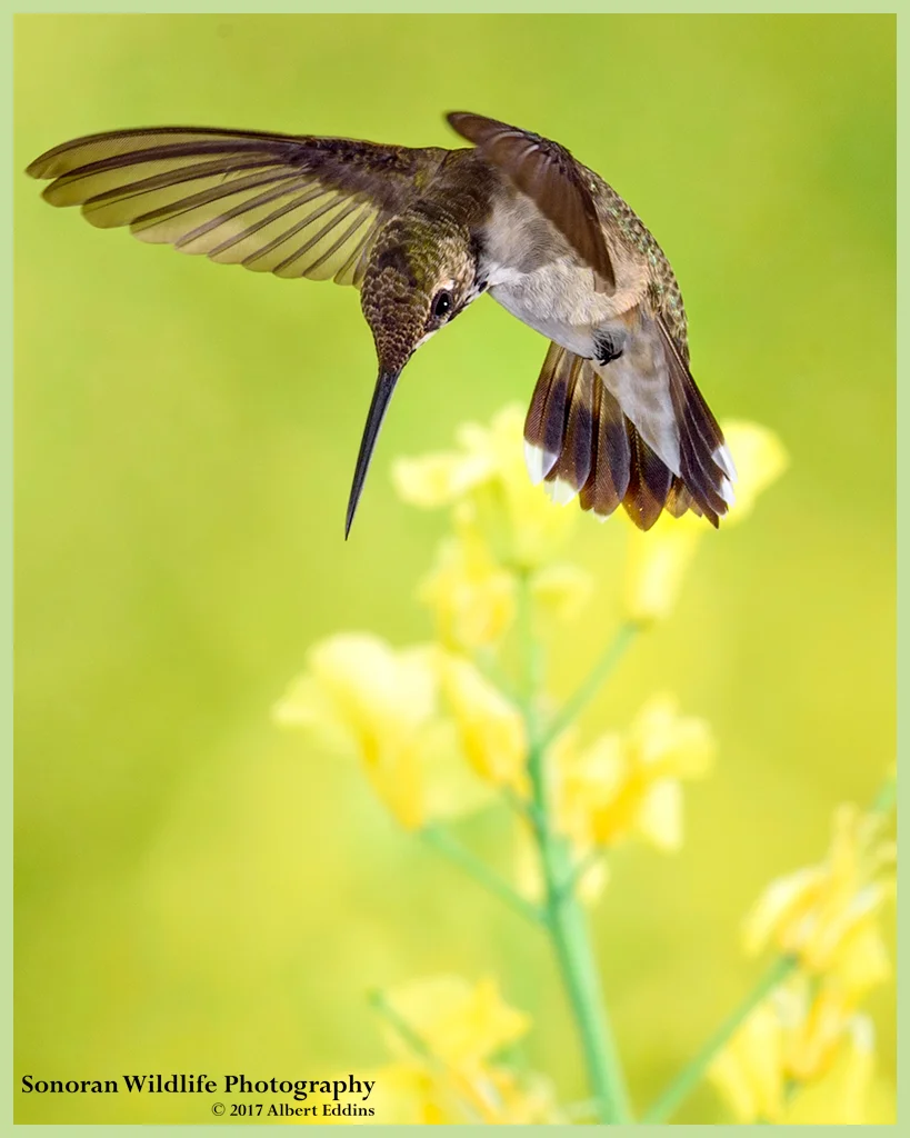 Hummingbird-in-Yellow_Web_ASE3987_8-20-17.jpg