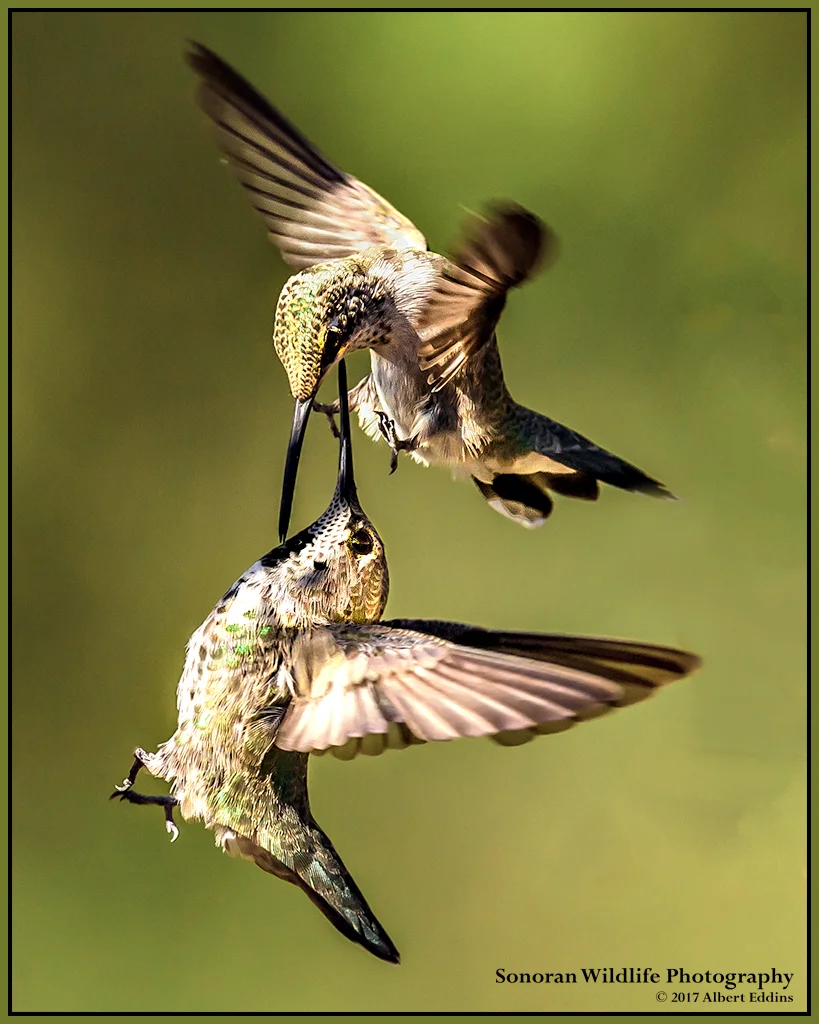 Hummingbird Sword Fight - Arizona