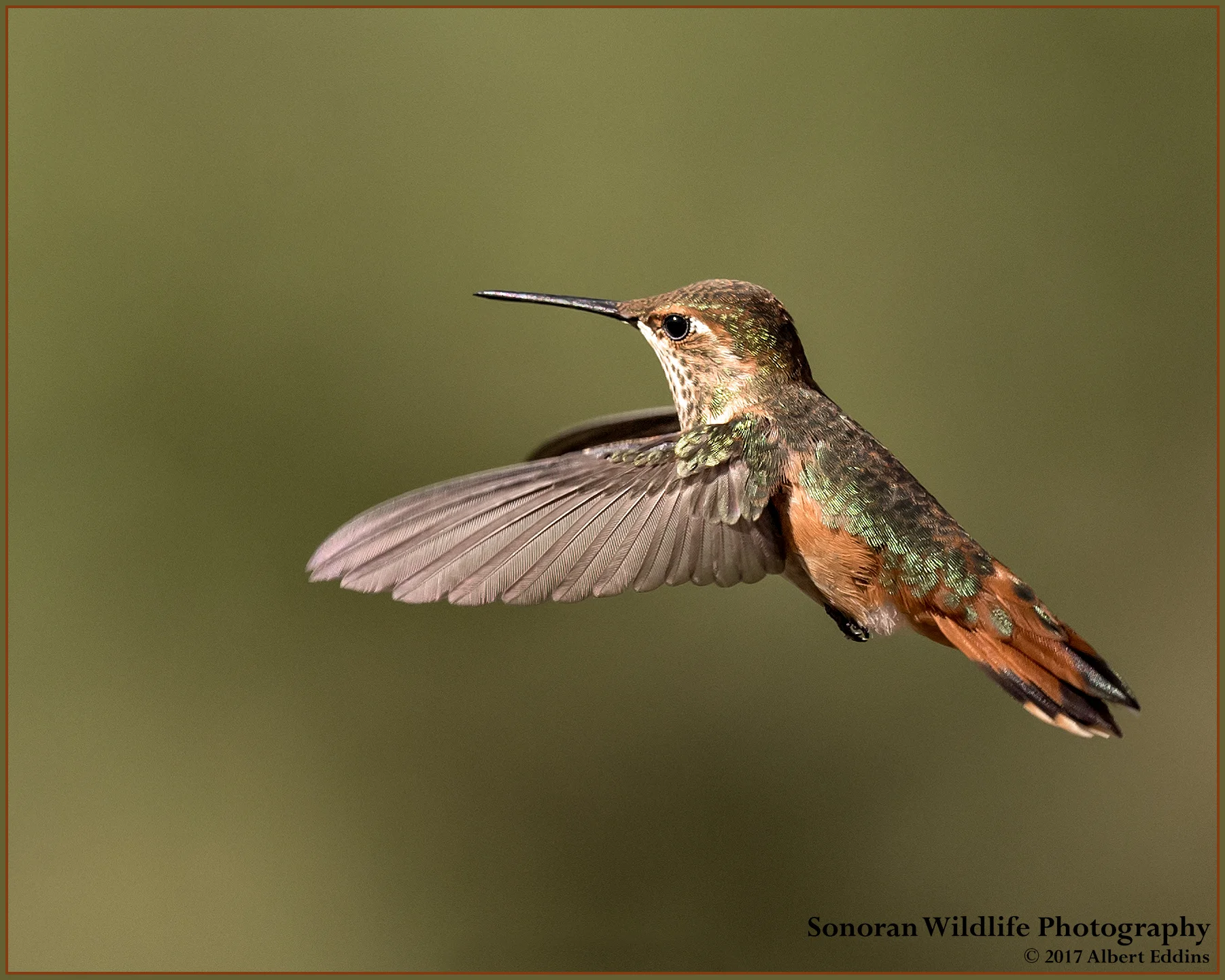 Hummingbird - Sedona, Arizona