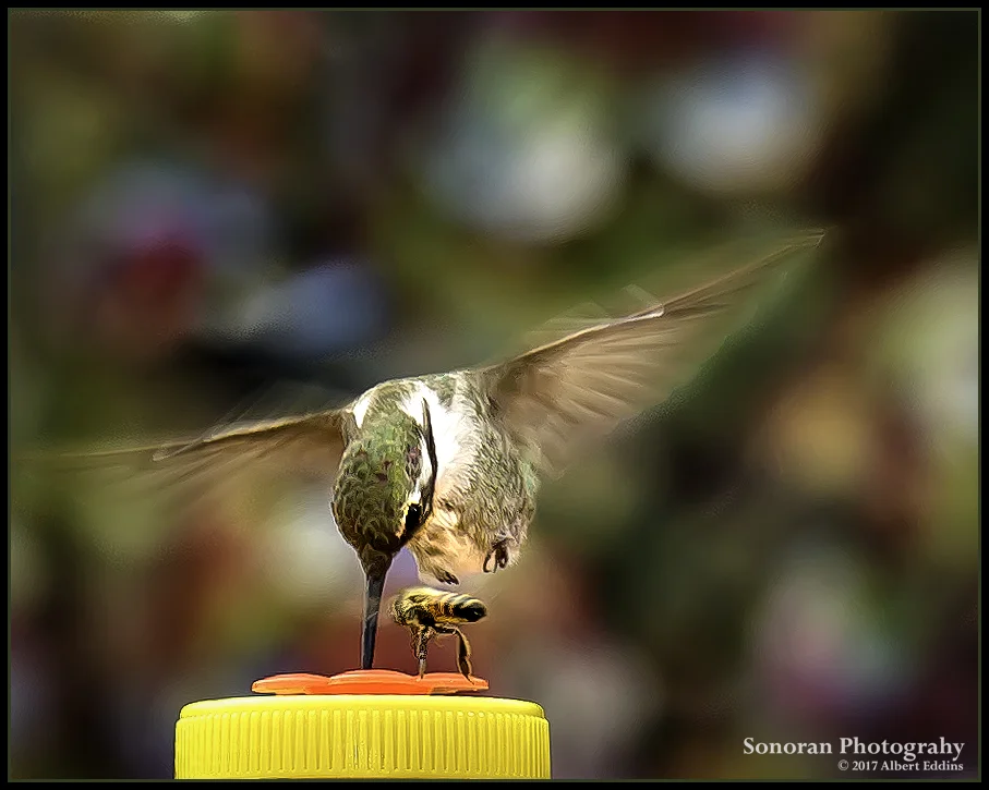 Hummingbird and Barfly_Tiff_ASE2713.jpg