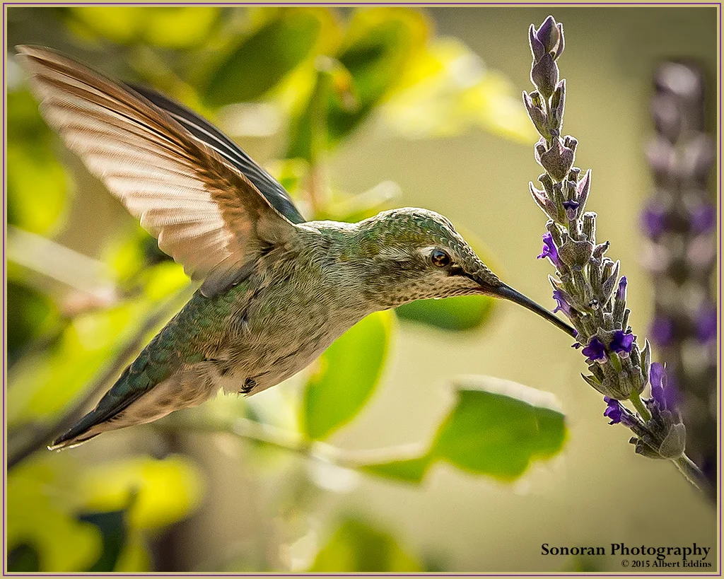 Hummingbird_Web_ASE0048.jpg