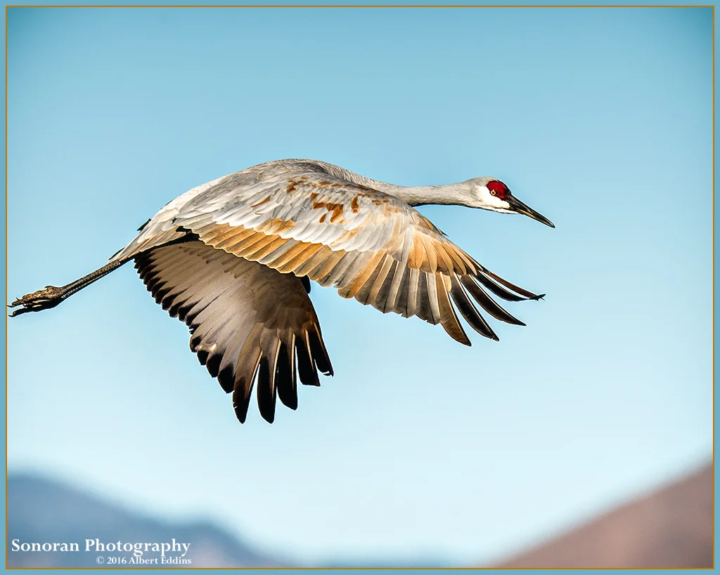Sandhill-Crane_Web_ASE3673.jpg