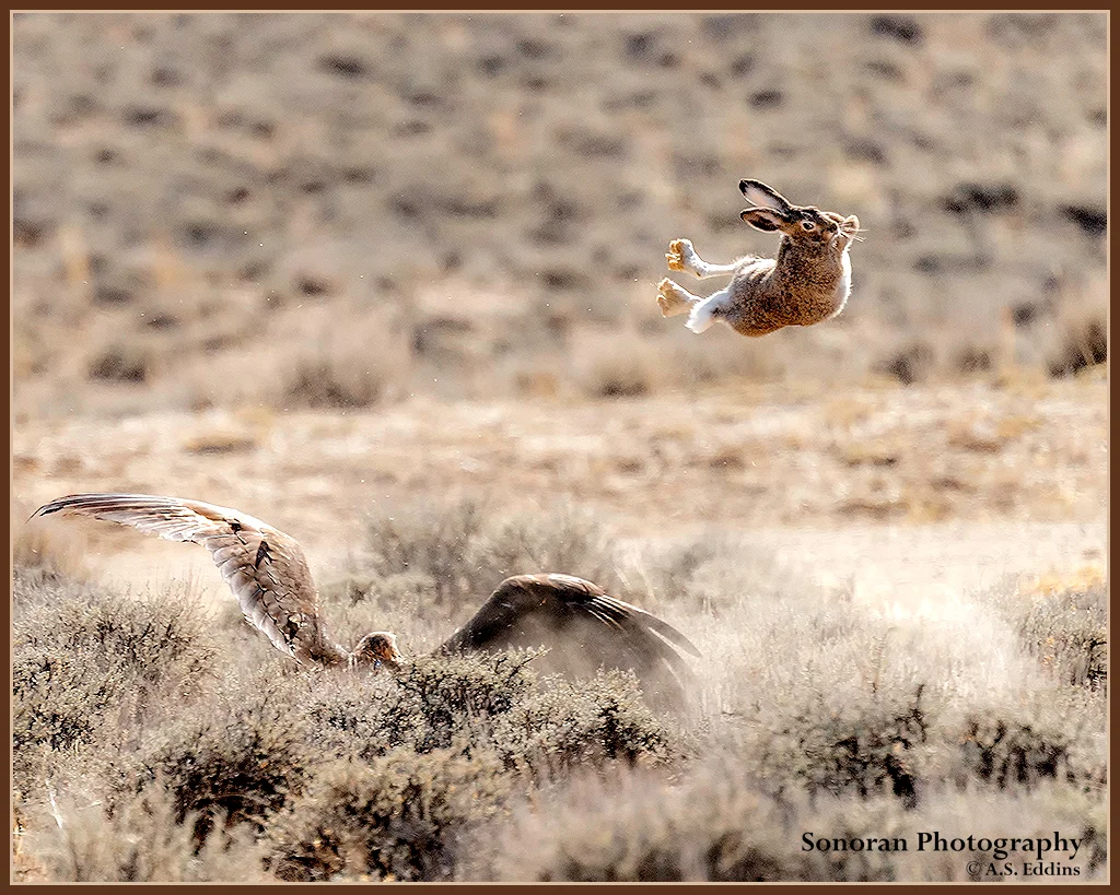 Golden Eagle - MISSED ME! - Wyoming