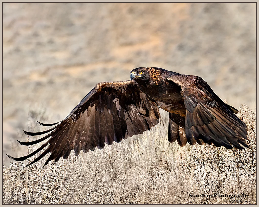 Golden Eagle - Wyoming