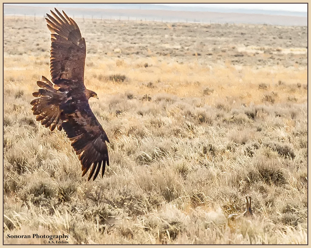 Golden Eagle - There You Are - Wyoming