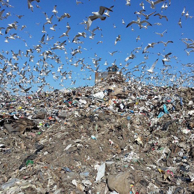 Ring-billed gulls take flight from the inbound CAT Compactor.