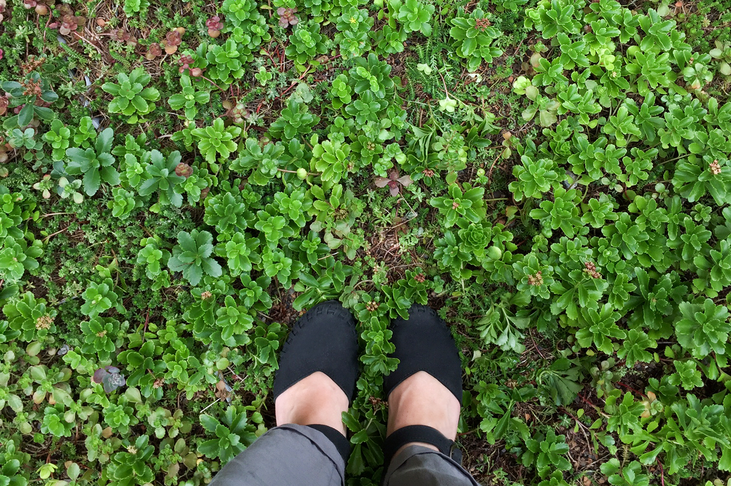 Annex Green Roof