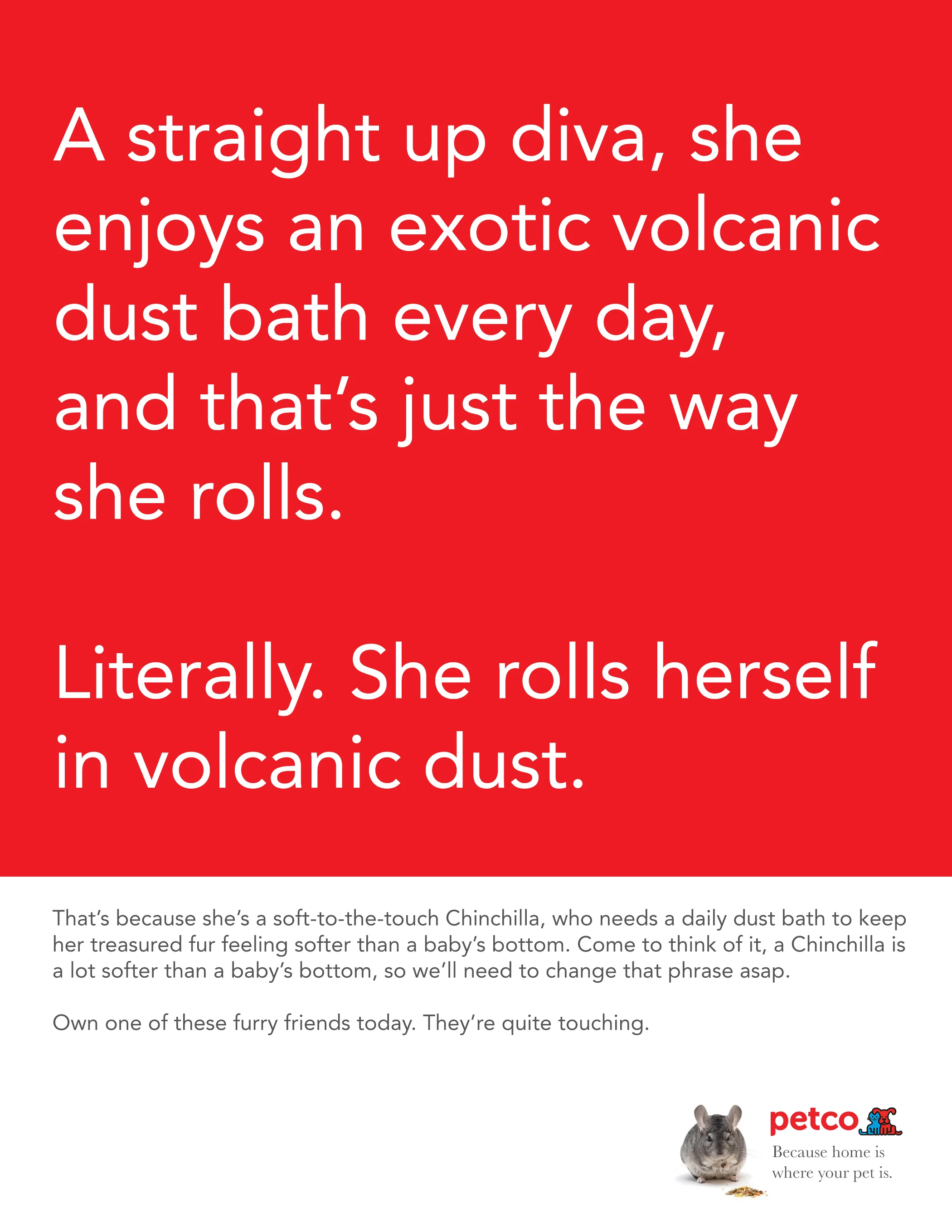 Petco_Copy_Chinchilla.jpg