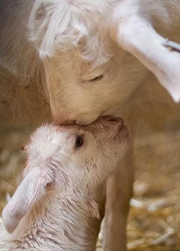 mama and baby sheep kissing.jpg