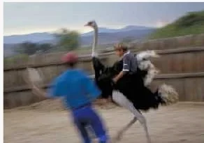 "Ryan is through and through a farmer," says his father, Stanley Lipschitz. Ryan, 12, is quick to agree, "Of course I want to be a farmer. I'm not gonna go to school," he says, "I'll go straight through to working." The Lipschitz's run Safari Ostrich Show Farm - the largest of its kind in South Africa, offering rides on the birds, showing ostrich races with expert jockeys, selling ostrich egg art and feather creations. But the average tourist at the Lipschitz's farm would not survive a bareback ostrich race against young Ryan!