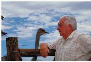 Skidding his pickup truck to a halt in a cloud of dust alongside his ostrich corrals, Jack Klass warns to stand clear as he grabs an ostrich by the neck with his bare hand in one swift movement. "This is how you have to hold them," he says. For decades, Jack managed what many say was the world's largest ostrich empire while serving as President of his synagogue in Oudtshoorn. Jack's close-cropped white hair, ruddy complexion, prominent nose and brow, stocky build and powerful hands do not so much suggest refined leadership as an Israeli general - just the sort of man to command hushed-tone respect from this much-diminished Jewish community of farmers and small-town businessmen.