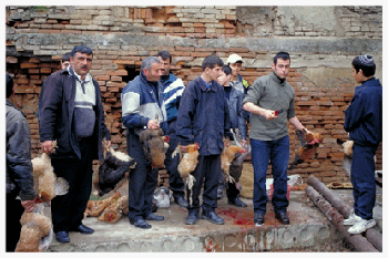 "We did not have our own shokhet (Jewish ritual slaughterer) for eight years in Krasnaya Sloboda," Elazar Nisimov reflects as he wets and sharpens, wets and sharpens, wets and sharpens his long blade. "My friends could not have meat for the holidays, so I decided to learn to be a shokhet, so everyone could have kosher meat." Elazar studied eleven months in Israel to be certified before returning to his village. This is his first day on the job. He tests the blade on his calloused thumb, then continues methodically sharpening. "If it is cut wrong, it's tref (unkosher)." Dozens of villagers gather in a cluttered square with their chickens for the upcoming Passover feast, birds and men all clucking with excitement. Elazar, well-trained and unfazed, slits one chicken throat after the next. The young, religious men are especially eager. One observes that he has gone over a year without meat while waiting for a certified shokhet to visit.