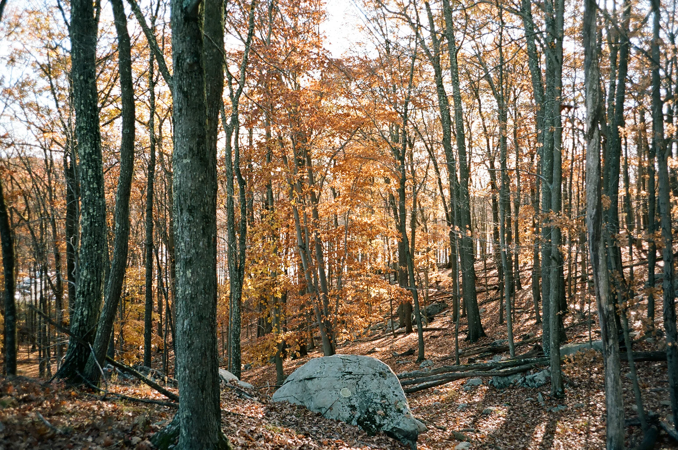 Fall_12122016_06.jpg