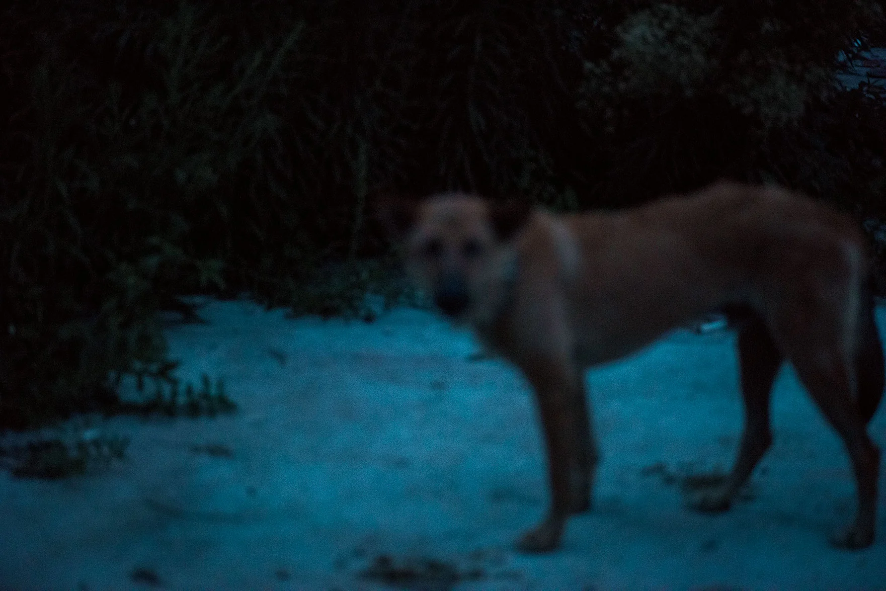 darkDog_1.jpg