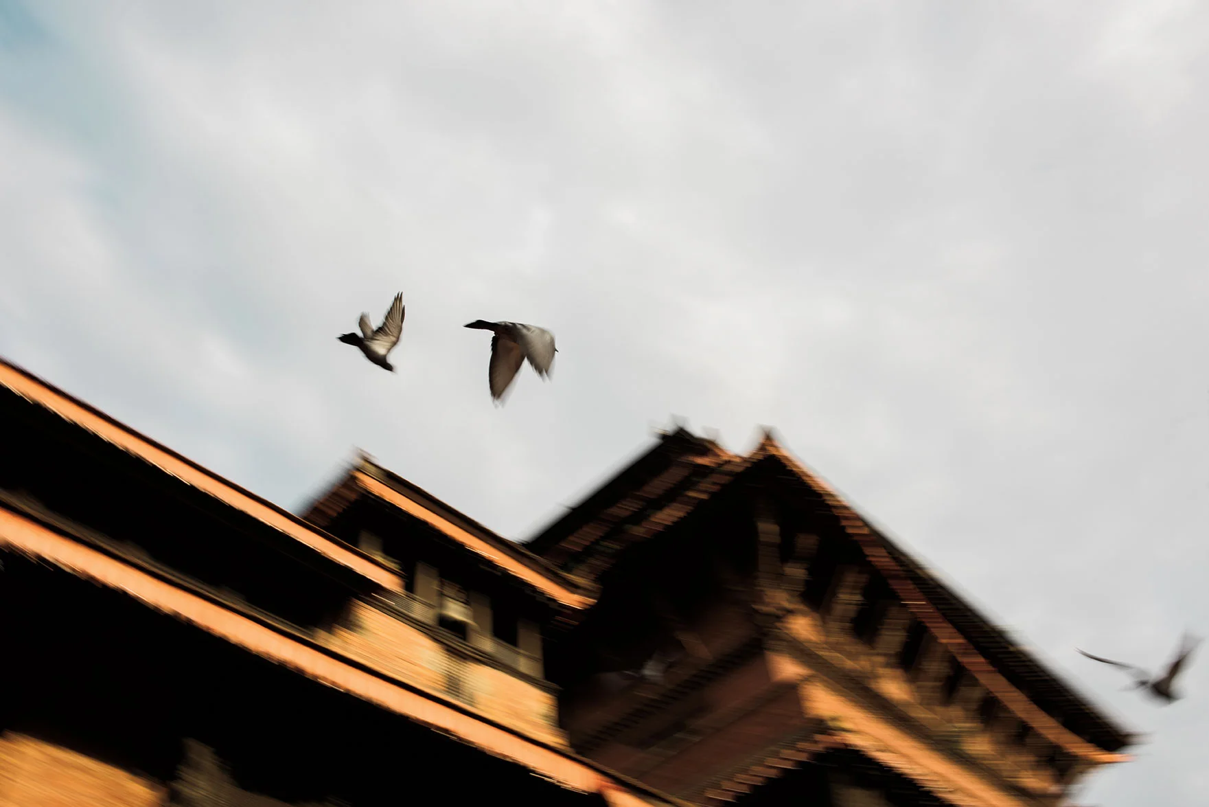 pigeonPatan.jpg