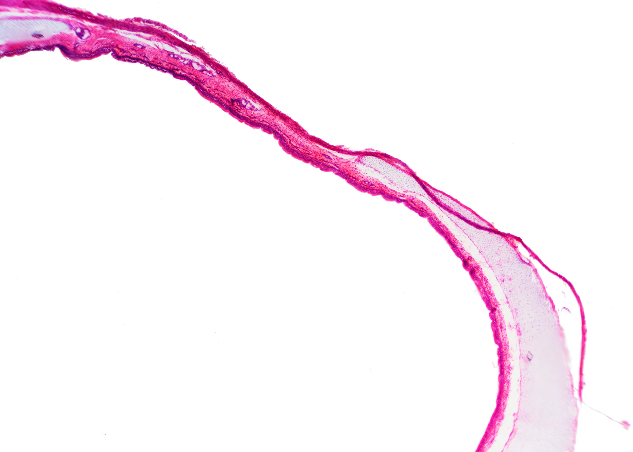2018_09_PhotoMicrography_BrightField_4x_Dog_Trachea_Merged.jpg