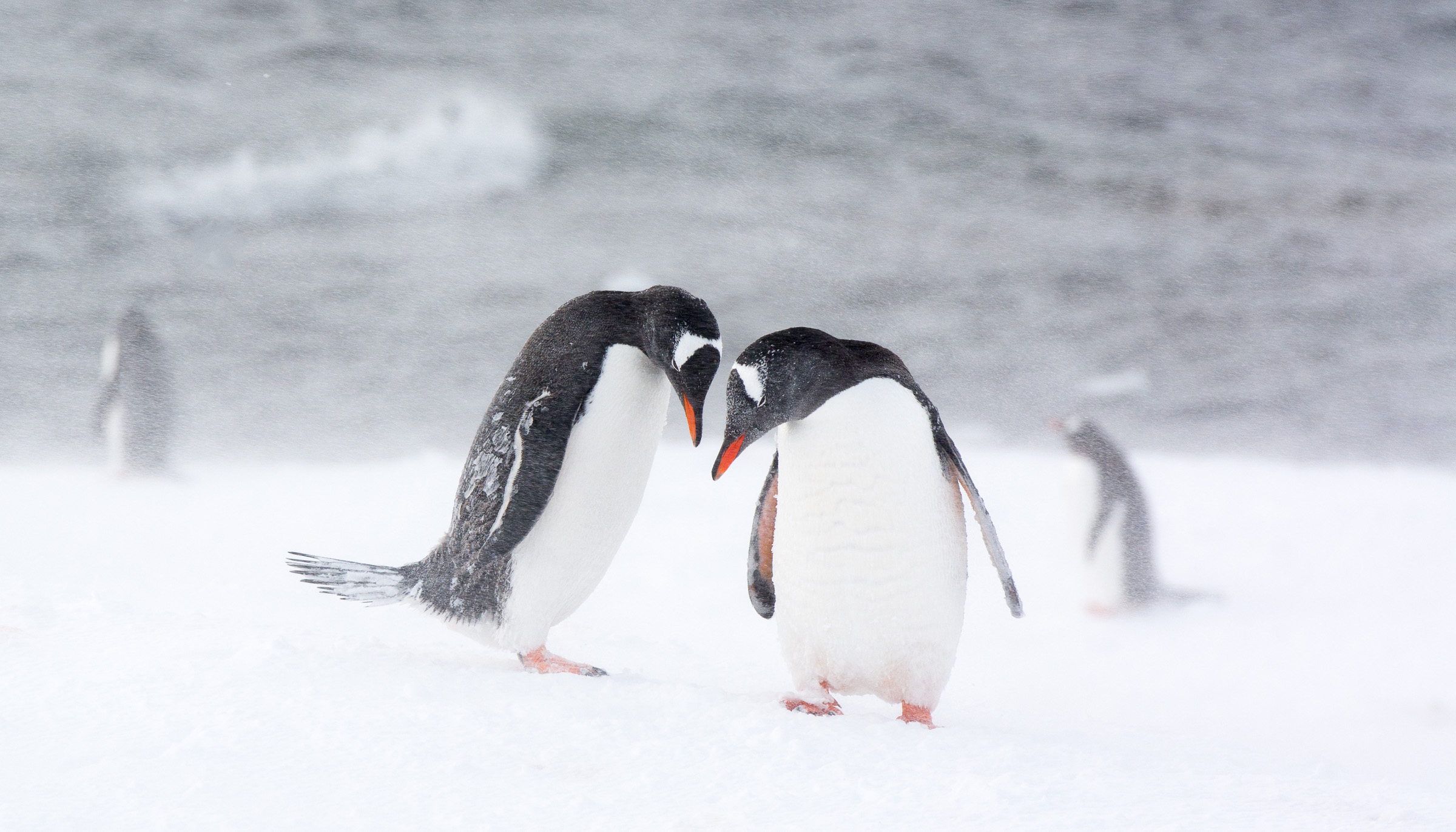 Penguins gonna cute