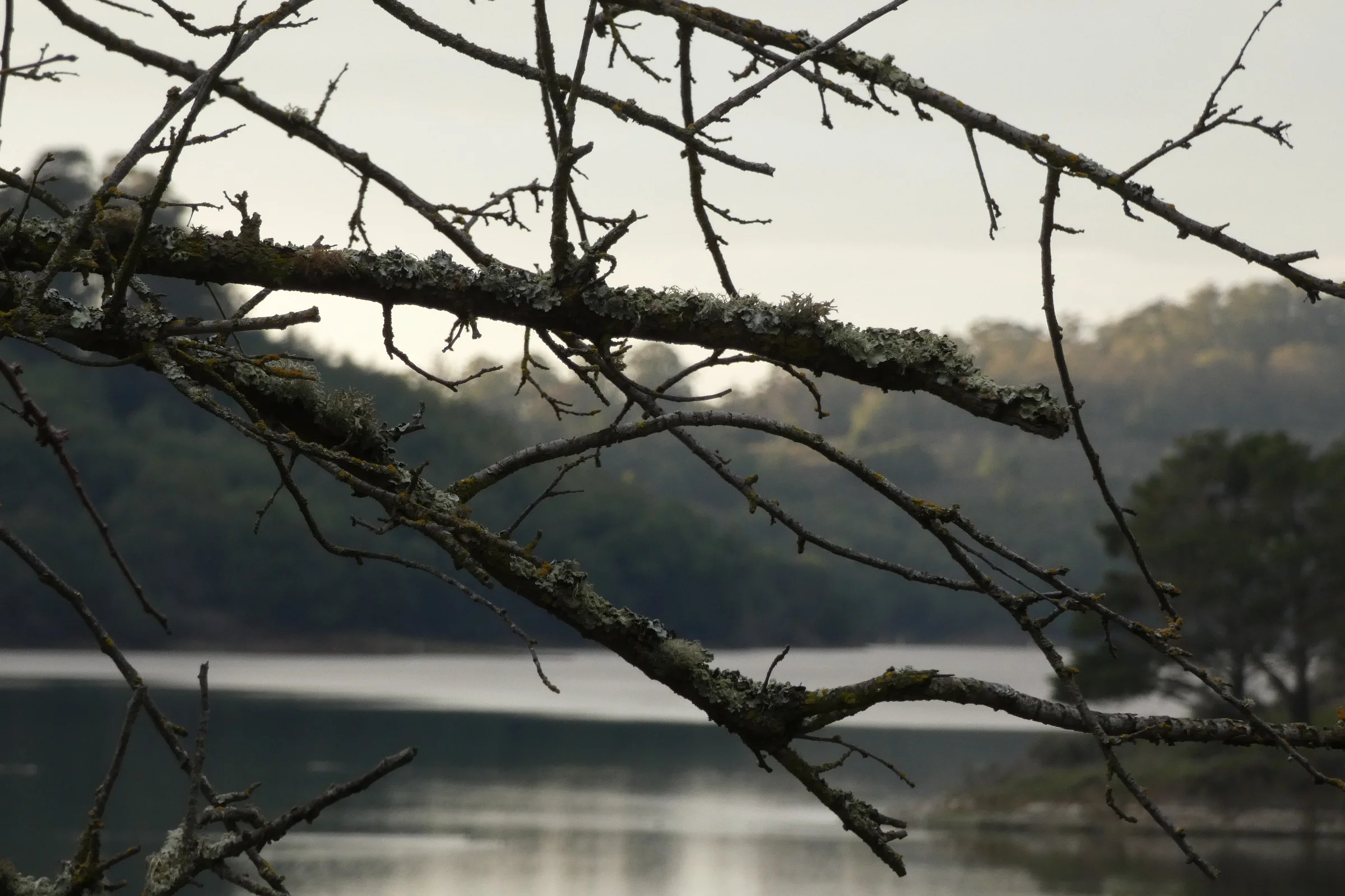 branches 1.JPG
