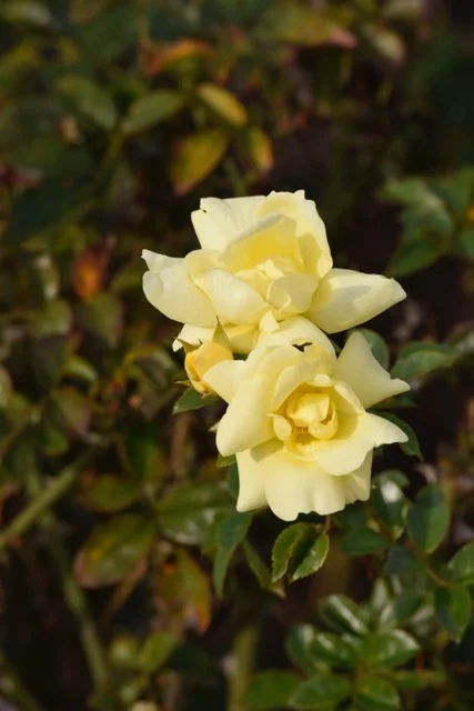 _DSC9780.JPG