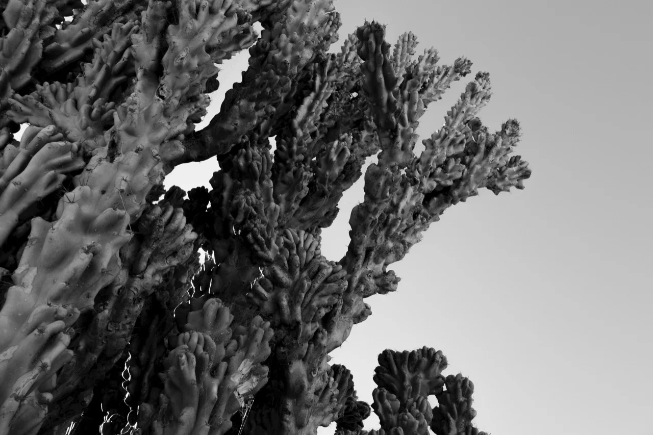 Cacti.jpeg