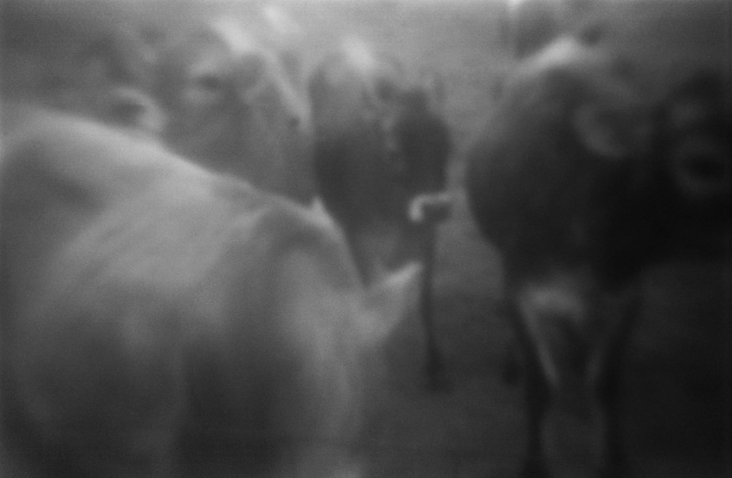 COWS copy_1.jpg