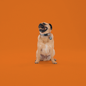 Happy-Jack-Russell-GIF-by.gif