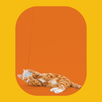 yello-2.gif