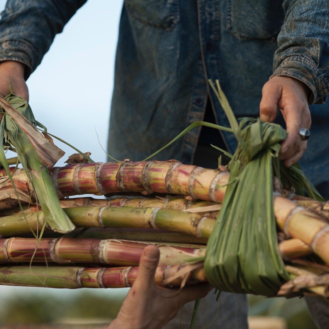 We believe in hand crafting Hawaiian Agricole Rum. Heirloom sugarcane is hand cultivated, harvested, juiced and distilled.

Made with no compromise and crafted with passion. We are rum lovers.

Kō Hana Hawaiian Agricole Rum tastes like nothing else b