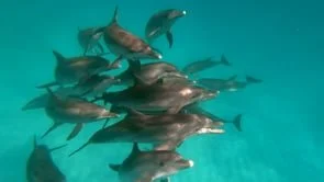 Google IO25 - Dolphin Gemma / Editor