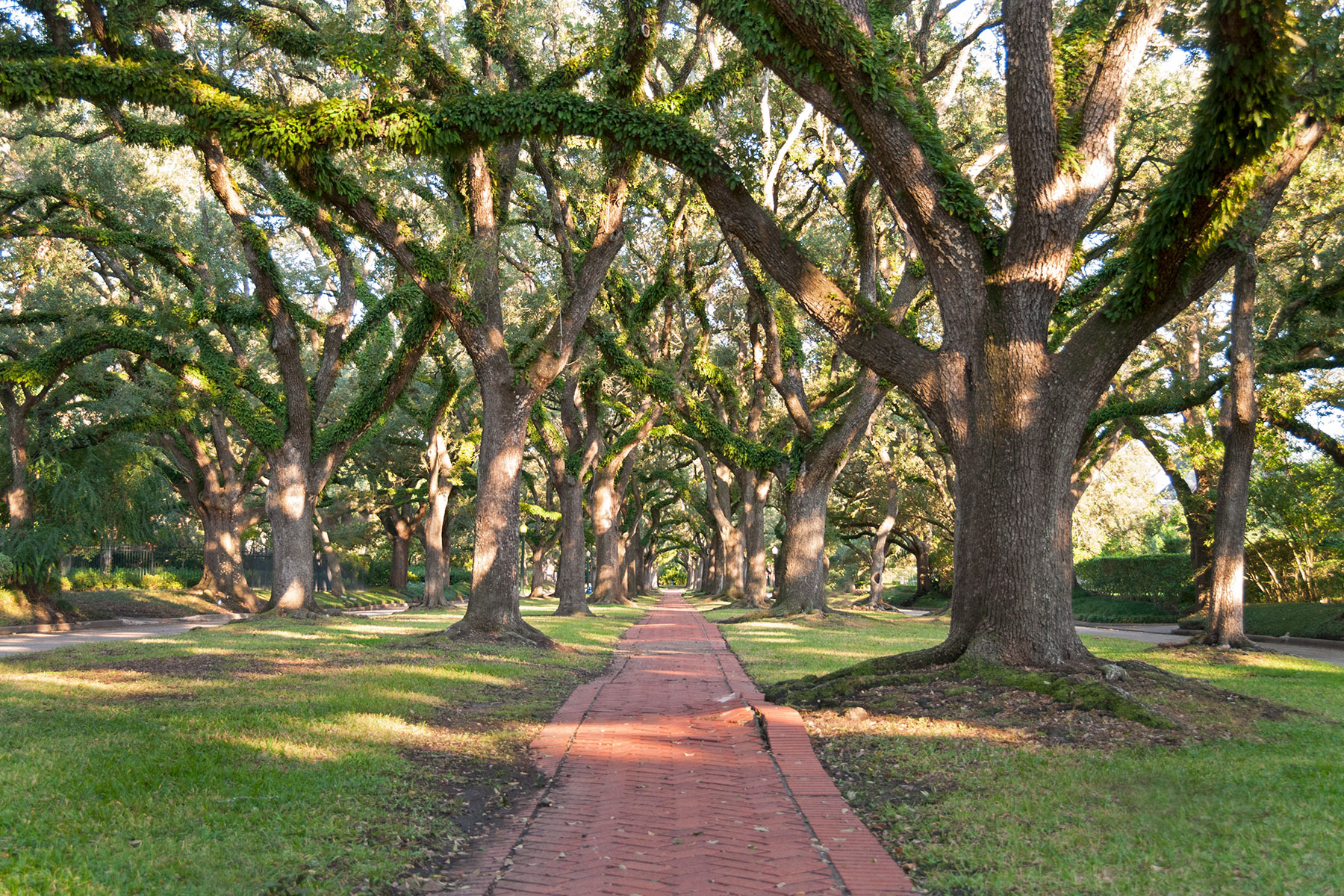 Oaks in the North Boulevard esplanade, Broadacres Historic District / photo by Jim Parsons