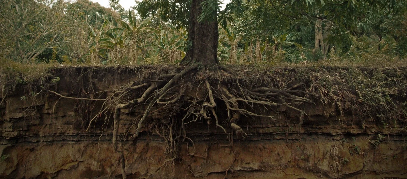 Tree_roots_cross_section-e1351581137309.jpg