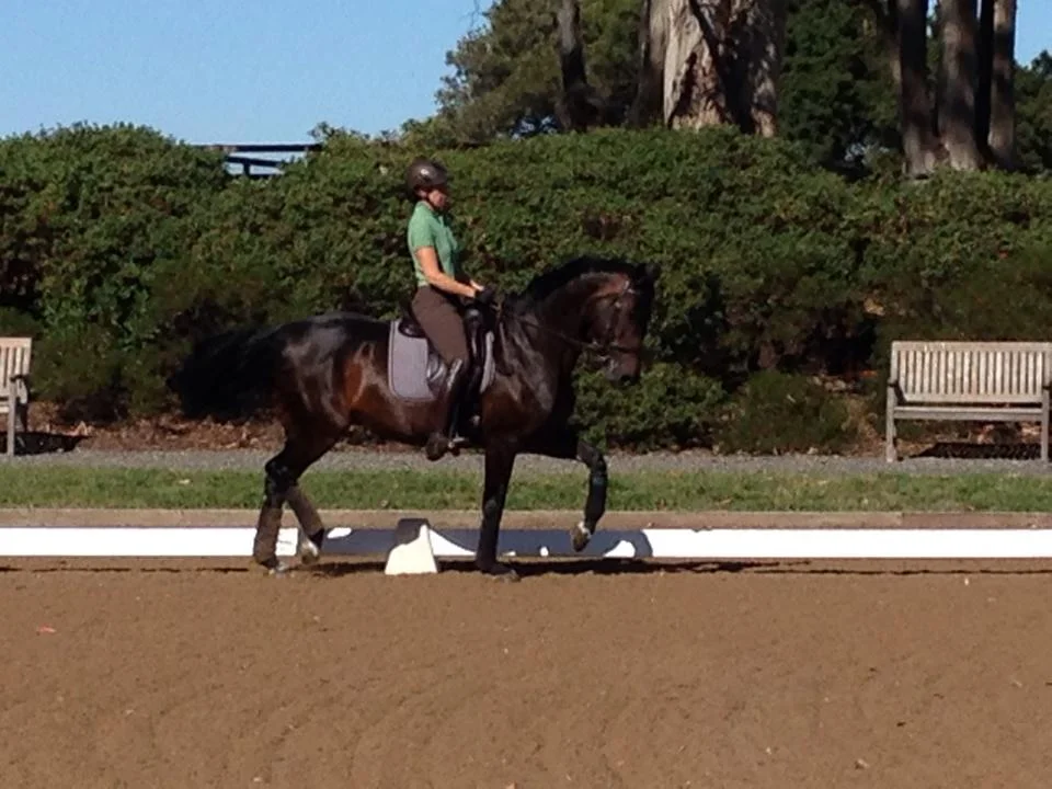 WASABI- FOR SALE (Dressage) -- SOLD