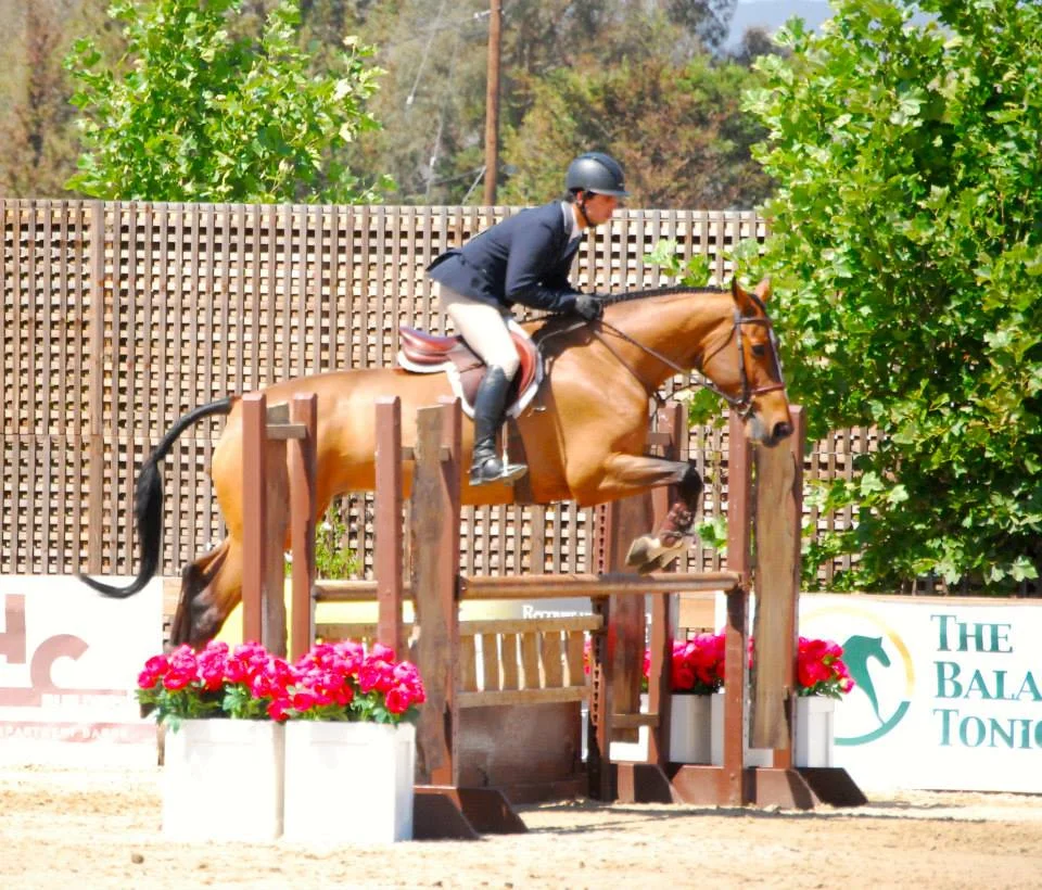 ATLAS PEAK -- Gorgeous and Successful Equitation Gelding For Sale