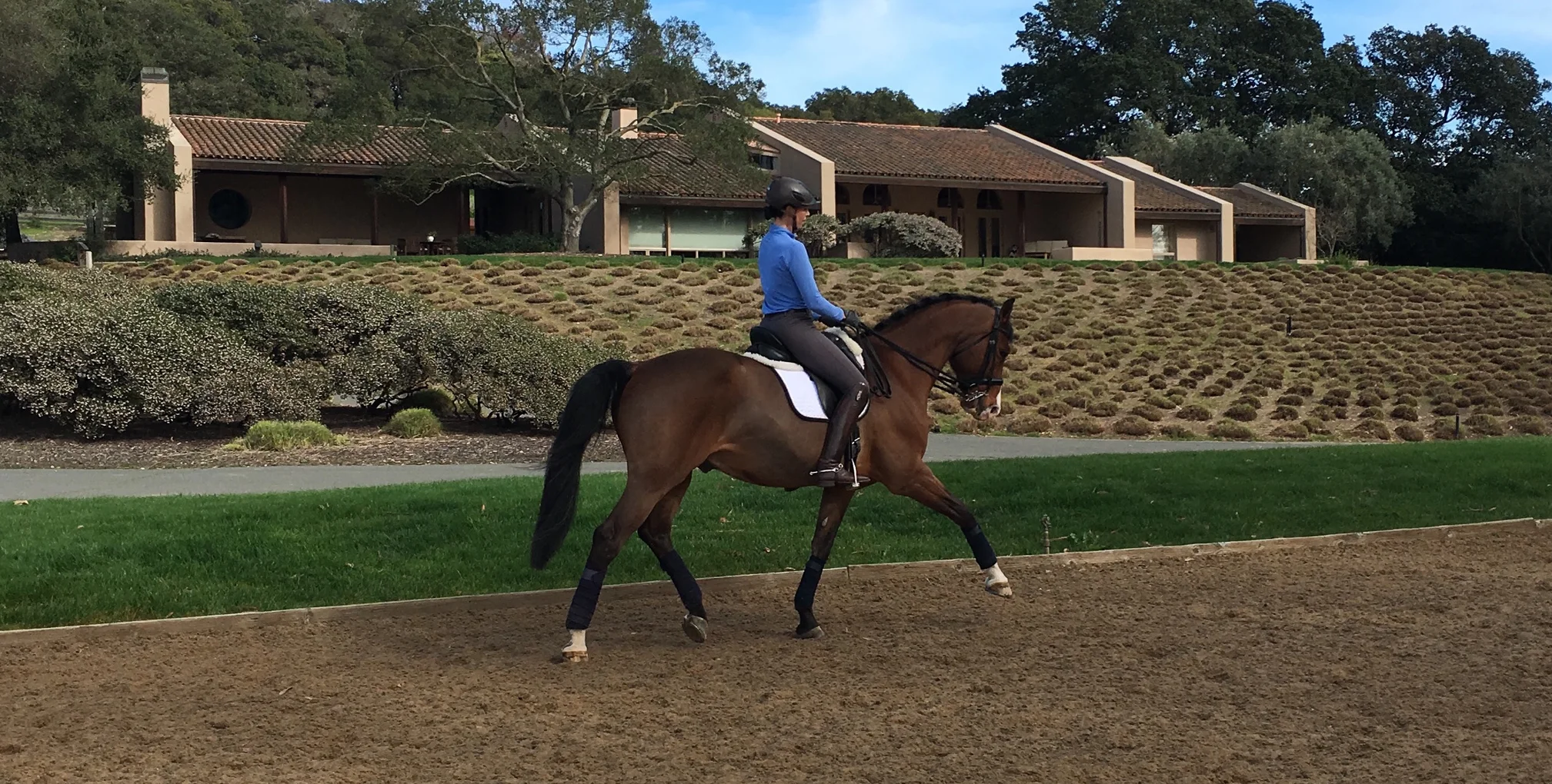 VALET PARK -- Extremely Handsome and Talented Dressage Gelding For Sale