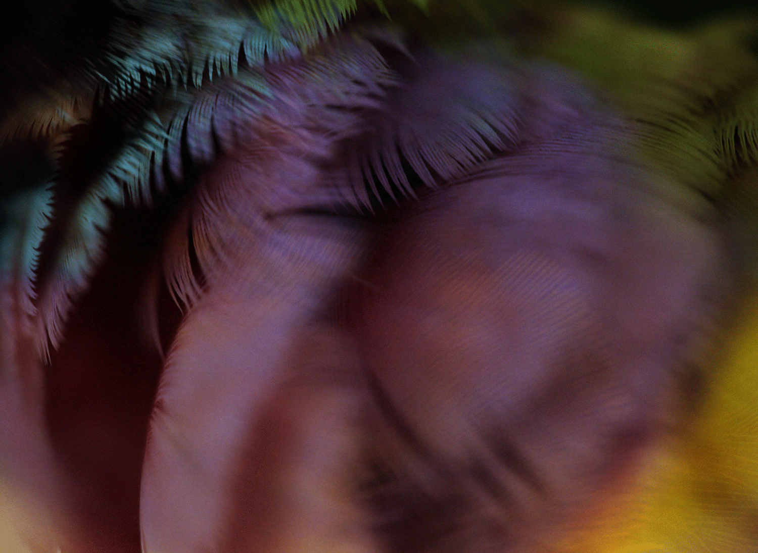 5.Quiver_III©SonyaPletes_2015_RGB_150.gif