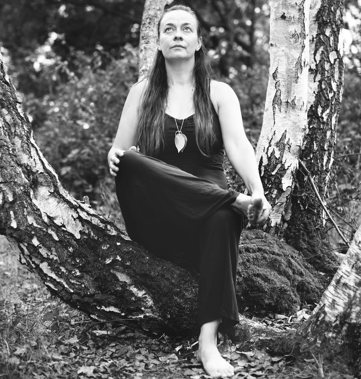 tree pigeon copy.jpg