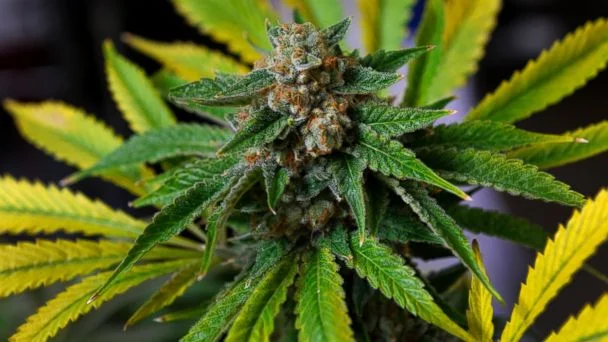 Marijuana and Kids - It's a BIG DEAL