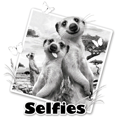 SC Selfies Meerkats.gif
