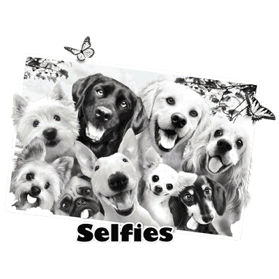 SC Selfies Dog .gif