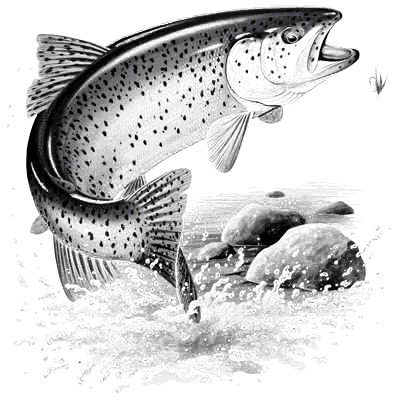 SC Rainbow Trout.gif